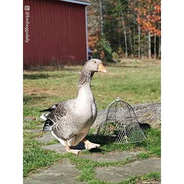 Sturdy Chicken Wire Cloche Plant Protector - Easy Cover for Plants