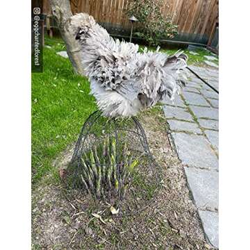 Sturdy Chicken Wire Cloche Plant Protector - Easy Cover for Plants