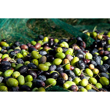 Premium Ligurian Italian Extra Virgin Olive Oil 16.9 fl oz