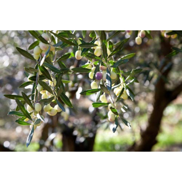 Premium Ligurian Italian Extra Virgin Olive Oil 16.9 fl oz