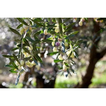 Premium Ligurian Italian Extra Virgin Olive Oil 16.9 fl oz