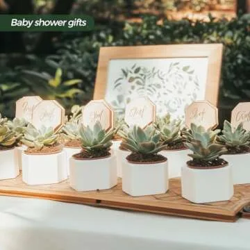 T4U Small White Succulent Planter Pots with Bamboo Tray Hexagon Set of 2, Geometric Ceramic Cactus Plant Holder, Succulent Plant Gifts for Gardener Women Coworker, Home Office Table Desk Decoration