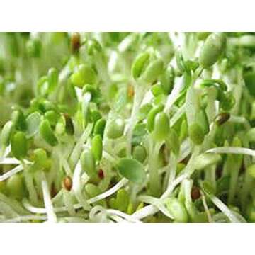 Alfalfa Sprouting Seed, NON GMO -12 Oz -Country Creek LLC Brand - High Sprout Germination- Edible Seeds, Gardening, Hydroponics, Growing Salad Sprouts, Planting, Food Storage & More
