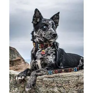 QALO Silicone Pet ID Tags: Personalized & Durable