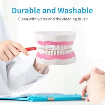 Annhua Large Anatonmical Teeth Model 6 Times Dental Hygiene Teeth Models, Dentist Teaching Oral Care...