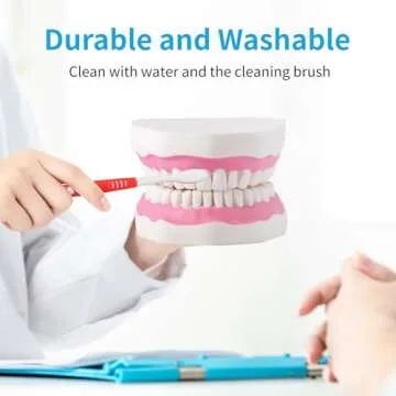 Annhua Large Anatonmical Teeth Model 6 Times Dental Hygiene Teeth Models, Dentist Teaching Oral Care...