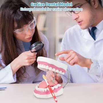 Annhua Large Anatonmical Teeth Model 6 Times Dental Hygiene Teeth Models, Dentist Teaching Oral Care Model with Detachable Tongue and Denture Toothbrush