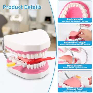 Annhua Large Anatonmical Teeth Model 6 Times Dental Hygiene Teeth Models, Dentist Teaching Oral Care Model with Detachable Tongue and Denture Toothbrush
