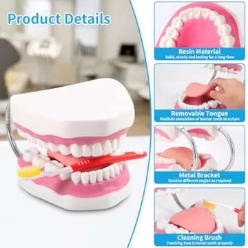 Annhua Large Anatonmical Teeth Model 6 Times Dental Hygiene Teeth Models, Dentist Teaching Oral Care Model with Detachable Tongue and Denture Toothbrush