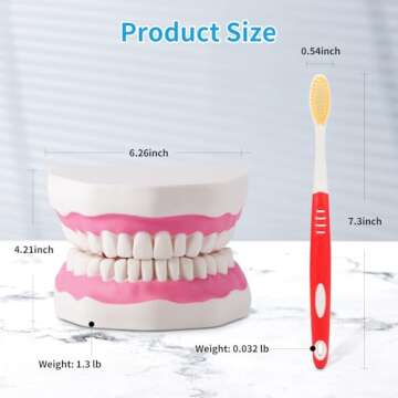 Annhua Large Anatonmical Teeth Model 6 Times Dental Hygiene Teeth Models, Dentist Teaching Oral Care Model with Detachable Tongue and Denture Toothbrush