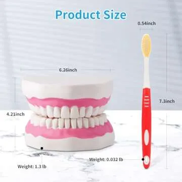 Annhua Large Anatonmical Teeth Model 6 Times Dental Hygiene Teeth Models, Dentist Teaching Oral Care Model with Detachable Tongue and Denture Toothbrush