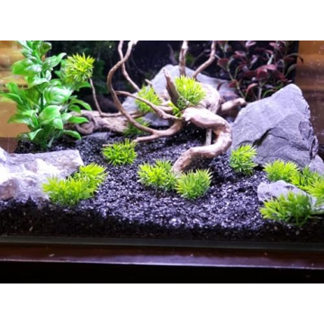 Natural Slate Stones for Aquariums and Terrariums Wholesome Decor