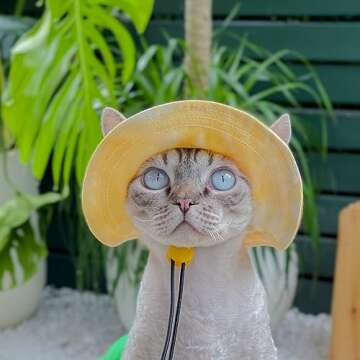 Pet hat with Ear Holes Sunscreen Baseball Cap Suitable for Small and Medium-Sized Dogs Outdoor Climbing hat in Summer Pet Products (Small, Yellow)