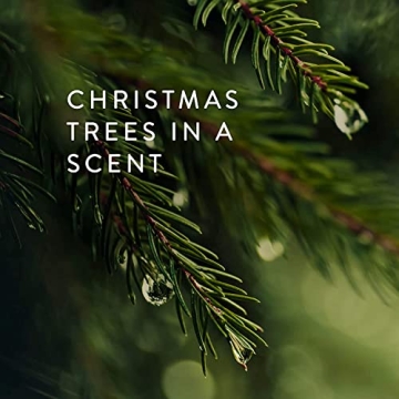 Thymes Frasier Fir Candle - Elegant 100 Hour Burn