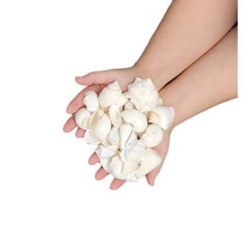 Tumbler Home 1 Pound White Seashells for Decor and Crafts