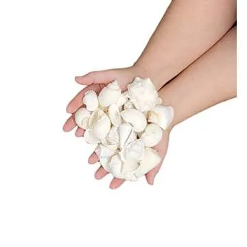 Tumbler Home 1 Pound White Seashells for Decor and Crafts