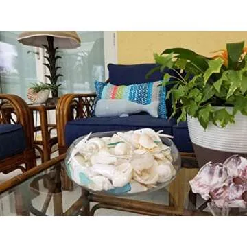 Tumbler Home 1 Pound White Seashells for Decor and Crafts