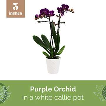 Plants & Blooms Shop PB102 Orchid, 2.5 inch, Purple