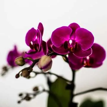 Plants & Blooms Shop PB102 Orchid, 2.5 inch, Purple