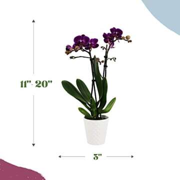 Plants & Blooms Shop PB102 Orchid, 2.5 inch, Purple