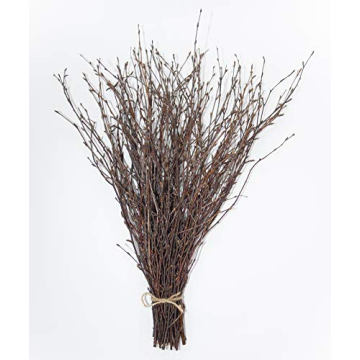 ECOVENIK Birch Twigs – 50 pcs Natural Decorative Branches for Crafting and Home Styling
