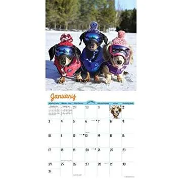 Crusoe the Celebrity Dachshund 2021 Wall Calendar