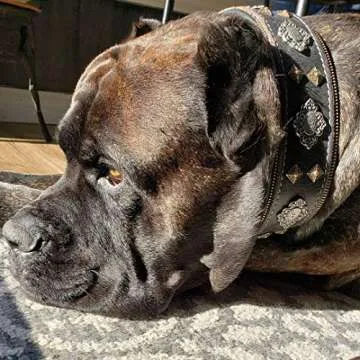 Bestia Black Dog Collar - Durable & Stylish Design