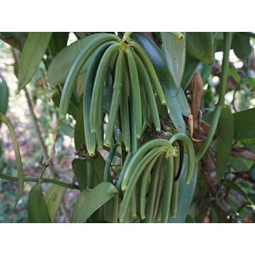 Organic Madagascar Vanilla Beans for Baking and Extracts