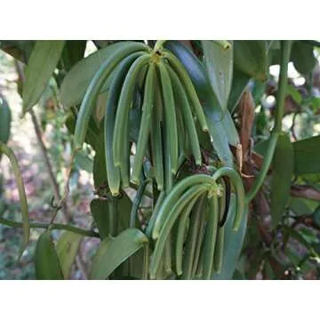 Organic Madagascar Vanilla Beans for Baking and Extracts