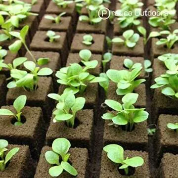 Pratico Outdoors Rockwool Grow Seed Plugs: 200 Quality Cubes