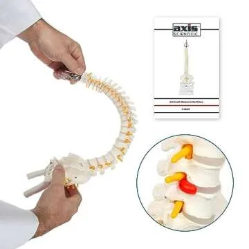 Axis Scientific 15.5" Mini Spine Model, Spine Model with Nerves, Arteries, Lumbar Column, Male Pelvis - Flexible Vertebra Spine Anatomy Model Plastic Spine Model - Includes Stand and Product Manual