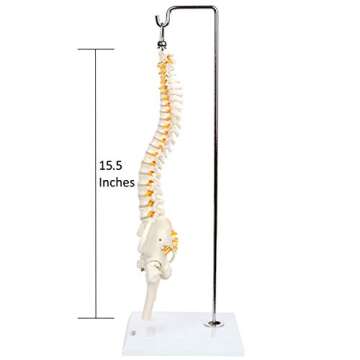 Axis Scientific 15.5" Mini Spine Model, Spine Model with Nerves, Arteries, Lumbar Column, Male Pelvis - Flexible Vertebra Spine Anatomy Model Plastic Spine Model - Includes Stand and Product Manual