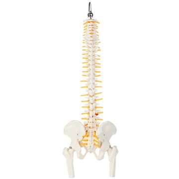 Axis Scientific 15.5" Mini Spine Model, Spine Model with Nerves, Arteries, Lumbar Column, Male Pelvis - Flexible Vertebra Spine Anatomy Model Plastic Spine Model - Includes Stand and Product Manual