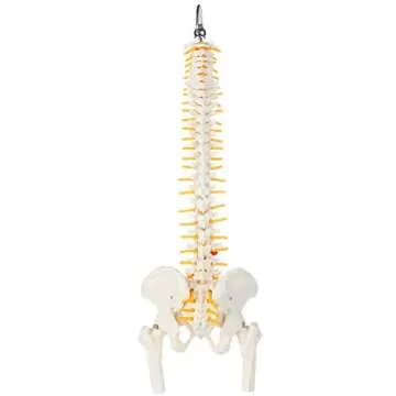 Axis Scientific 15.5" Mini Spine Model, Spine Model with Nerves, Arteries, Lumbar Column, Male Pelvis - Flexible Vertebra Spine Anatomy Model Plastic Spine Model - Includes Stand and Product Manual