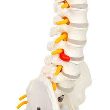 Axis Scientific 15.5" Mini Spine Model, Spine Model with Nerves, Arteries, Lumbar Column, Male Pelvis - Flexible Vertebra Spine Anatomy Model Plastic Spine Model - Includes Stand and Product Manual