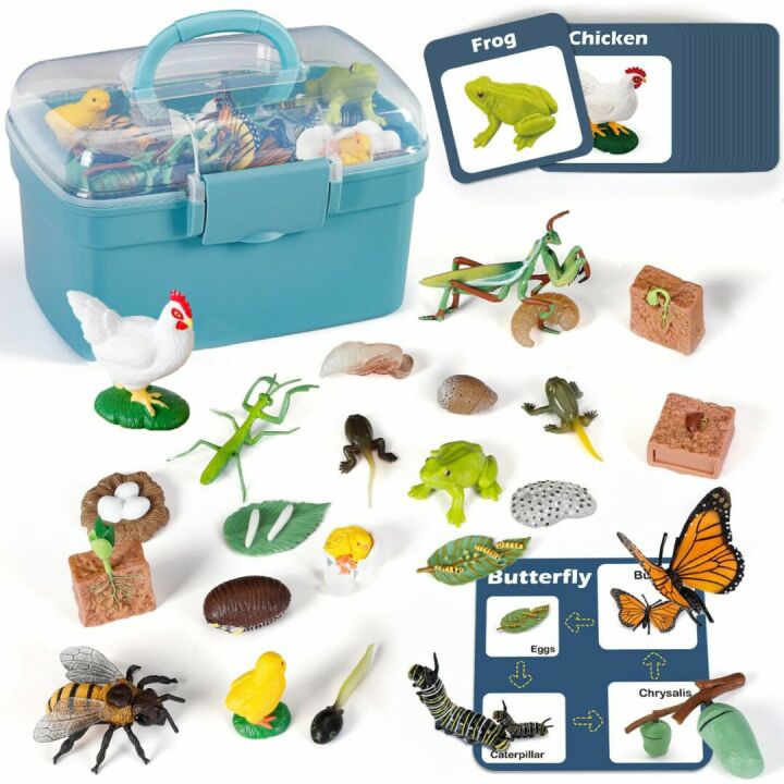 Life Cycle Learning Toys For Kids 25 Piece Sets