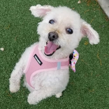 Voyager Air Dog Harness - Comfort & Safety for Pets