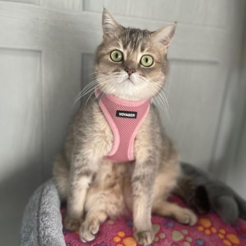 Voyager Air Dog Harness - Comfort & Safety for Pets