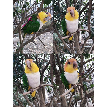Hypeety Adjustable Bird Harness for Parrots and Cockatiels