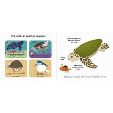 The Ocean (Touch and Explore) (Touch and Explore, 1)