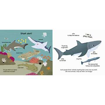 The Ocean (Touch and Explore) (Touch and Explore, 1)