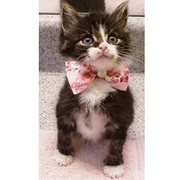 Stylish JpGdn Pet Bowties for Dogs and Cats - 12pc Set