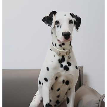 DOGWONG Cotton Hemp Dog Collar Durable Adjustable Eco-Friendly Comfort