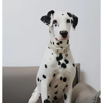 DOGWONG Cotton Hemp Dog Collar Durable Adjustable Eco-Friendly Comfort