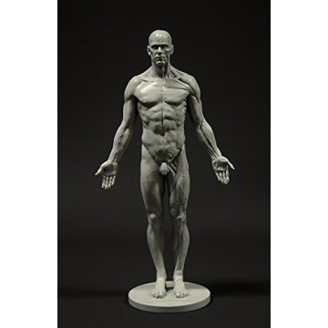 Male Anatomy Figure: 11-inch Anatomical Reference for Artists (Grey) from 3dtotal