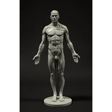 Male Anatomy Figure: 11-inch Anatomical Reference for Artists (Grey) from 3dtotal