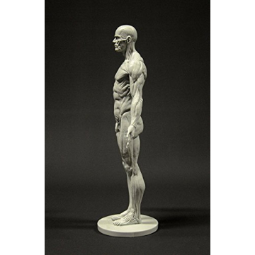 Male Anatomy Figure 11-inch Anatomical Reference for Artists