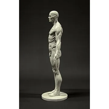 Male Anatomy Figure 11-inch Anatomical Reference for Artists