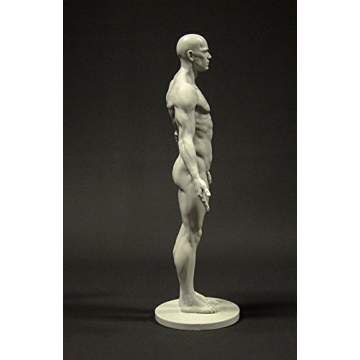 Male Anatomy Figure 11-inch Anatomical Reference for Artists