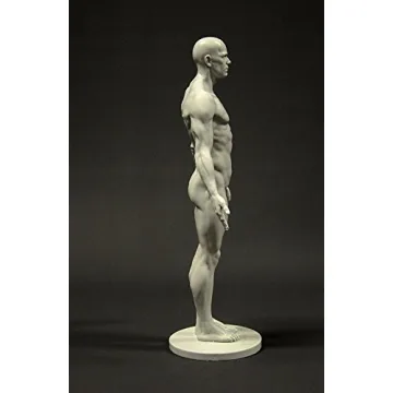 Male Anatomy Figure 11-inch Anatomical Reference for Artists